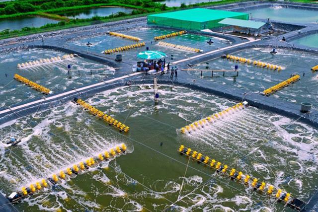 VietShrimp 2025 trở lại với chủ đề "Xanh hóa vùng nuôi"